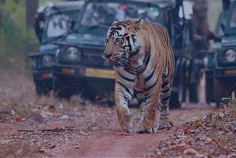 wildlife tour packages in india,wildlife tour