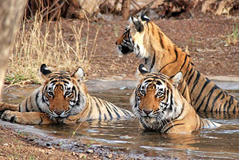 jim corbett national park jeep safari